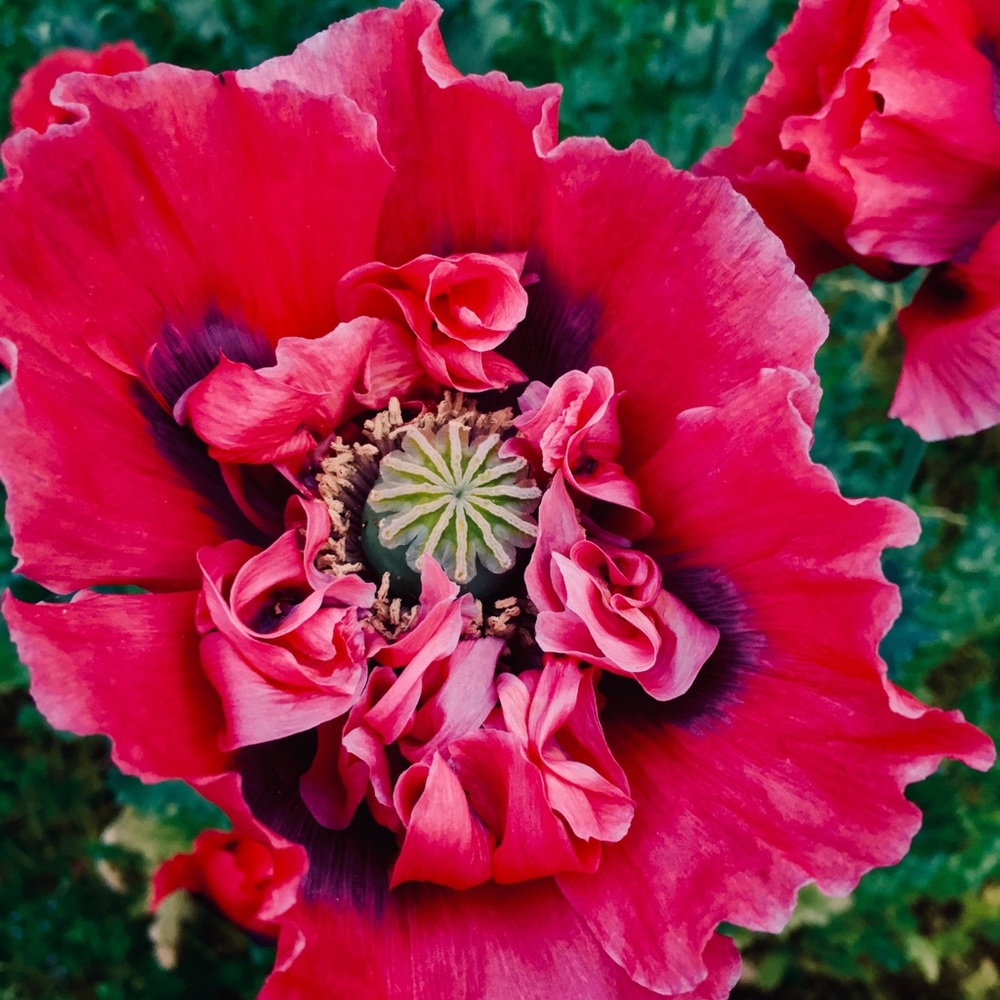 Meet your Posher, Sarah